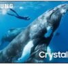 51S7joHQDfL._AC_SL1000_ Samsung 98-Inch 4K Crystal UHD DU9000 Review Stunning Picture Quality and Smart Features