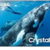 51S7joHQDfL.__AC_SX300_SY300_QL70_FMwebp_ Samsung 98-Inch 4K Crystal UHD DU9000 Review Stunning Picture Quality and Smart Features
